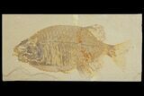 Uncommon Fish Fossil (Phareodus) - Wyoming #144134-1
